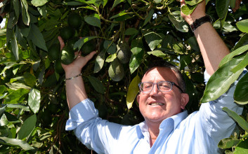 Avocado, tropical crops, California